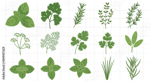 Illustration showcasing a variety of culinary herbs including basil cilantro rosemary and others on grid background