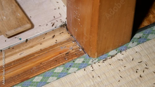 結婚飛行のために大量発生したアリと羽アリ　夏の夜間