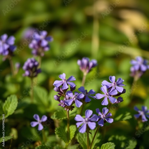 Purple blossoms dance in verdant light