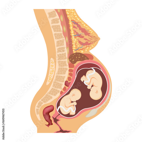 Anatomy of a pregnant woman and twin fetuses, diagram with symbols, medical scheme. Family planning. The location of inner organs in pregnancy.