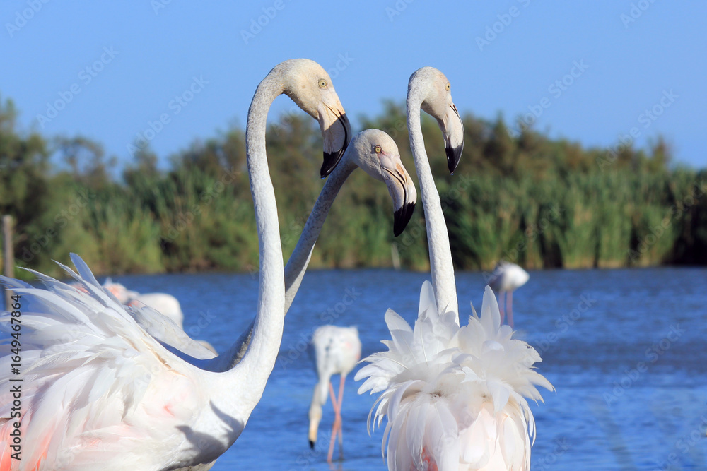 Obraz premium 3 beautés au grand cou