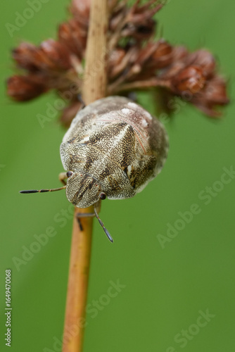 Obraz na plátně Closeup on a nymph, larvae of the Tortoise bug, Eurygaster testudinaria