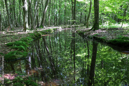 Fotografie ​A calm forest stream creates a deep mirror-like surface, reflecting tall trees and bright green vegetation