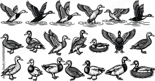 Ducks illustration, wildlife drawing, nature sketch, bird art, waterfowl vector, duck poses, animal artwork, ornithology theme, black white style