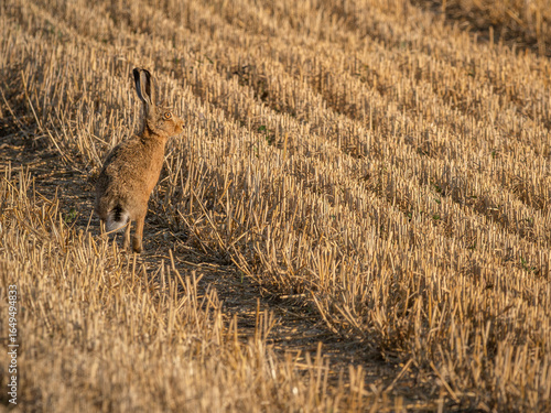 UK Brown Hare in a field of Wheat