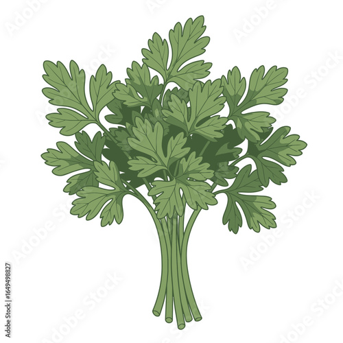 A bunch of fresh parsley leaves.