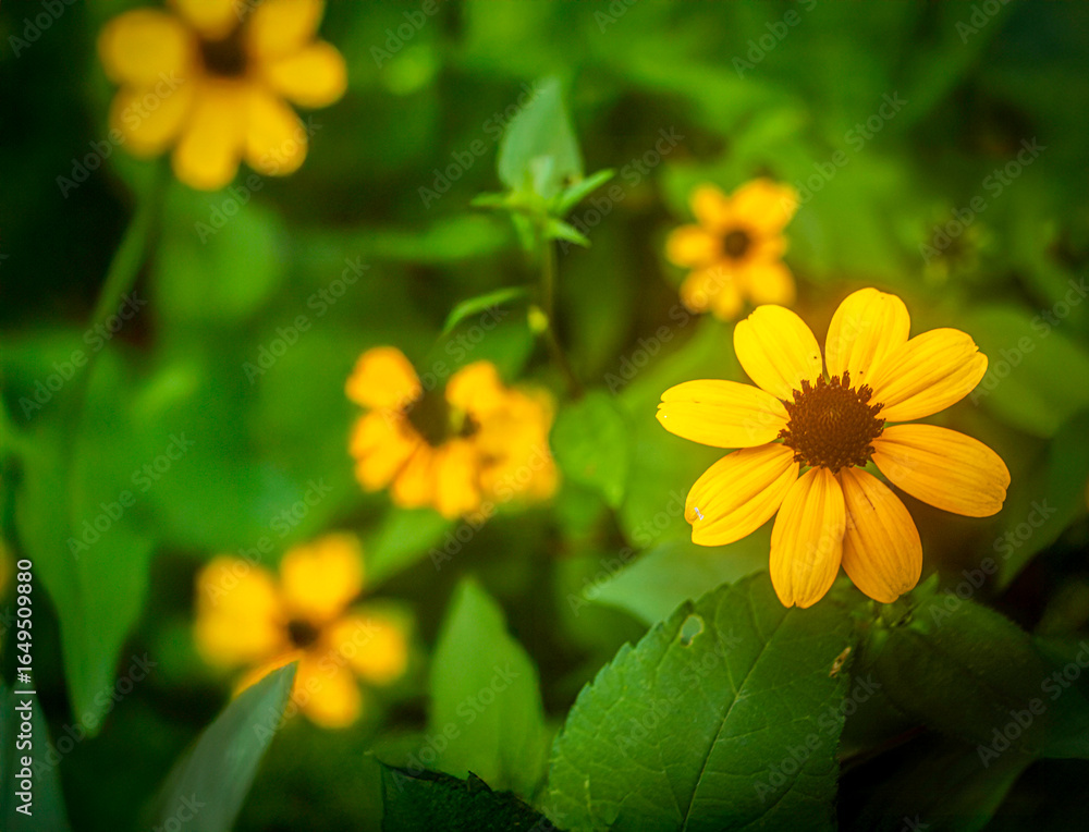 Fototapeta premium yellow flowers on green background