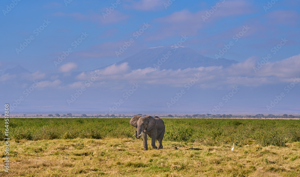 Fototapeta premium Lone Elephant Grazing with Mount Kilimanjaro in the Background, Amboseli National Park
