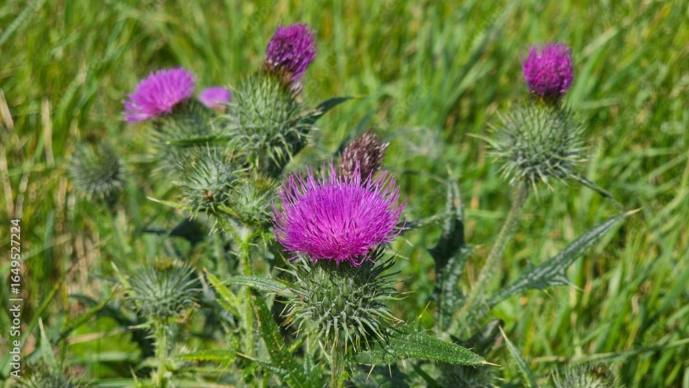 Silybum marianum is a species of thistle. It has various common names including milk thistle, blessed milkthistle, Mediterranean milk thistle, variegated thistle and Scotch thistle. Silybum marianum is a species of thistle. It has various common names including milk thistle, blessed milkthistle, Mediterranean milk thistle, variegated thistle and Scotch thistle.