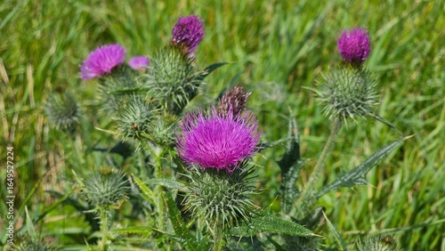 Silybum marianum is a species of thistle. It has various common names including milk thistle, blessed milkthistle, Mediterranean milk thistle, variegated thistle and Scotch thistle. 