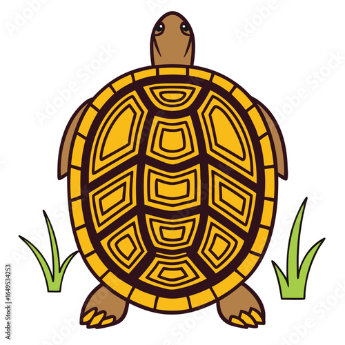 Coahuilan box turtle vector illustration for wildlife and nature designs