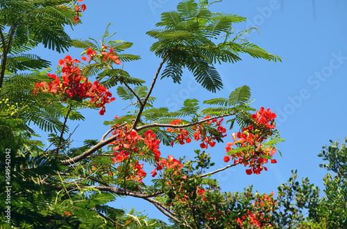 Flowering Royal Poinciana Tree