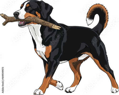 Appenzeller Sennenhund dog carrying stick in mouth walking side view