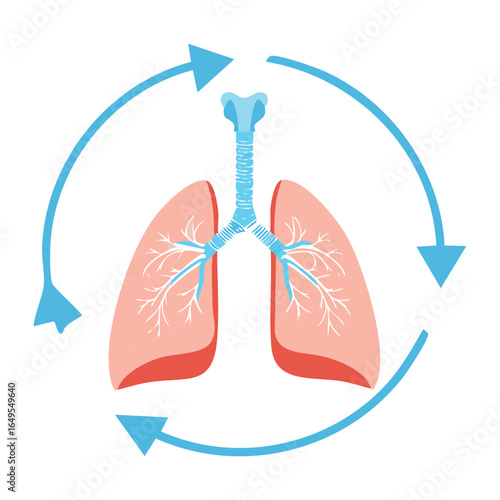 A conceptual illustration of the human breathing cycle and the process of respiration