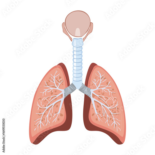Illustration of the human lungs with trachea and bronchi