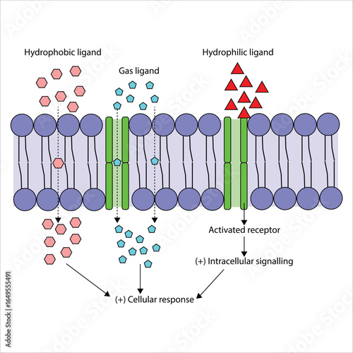 Cell Membrane Transport Hydrophobic, Gas, and Hydrophilic Ligands