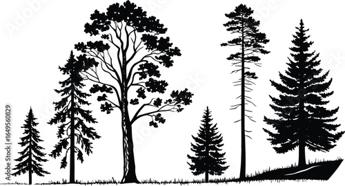 Pine tree silhouettes. Evergreen forest firs and spruces black shapes, wild nature trees templates. Vector illustration woodland trees set on white background. black silhouette vector illustration.