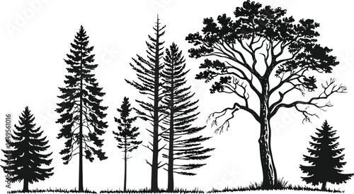 Pine tree silhouettes. Evergreen forest firs and spruces black shapes, wild nature trees templates. Vector illustration woodland trees set on white background. black silhouette vector illustration.