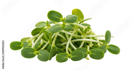 Isolated Sunflower Sprouts