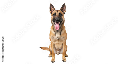 Bild auf Leinwand Isolated Belgian Shepherd Dog Sitting