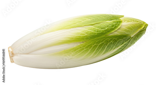 Isolated Belgian Endive Vegetable