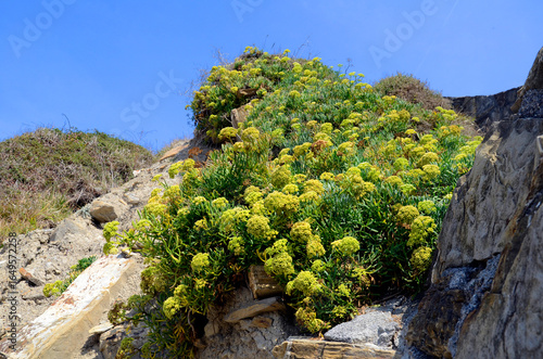 Sea fennel (Crithmum mariti...
