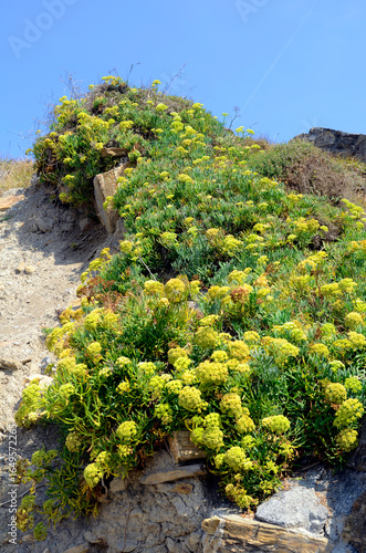 Sea fennel (Crithmum mariti...