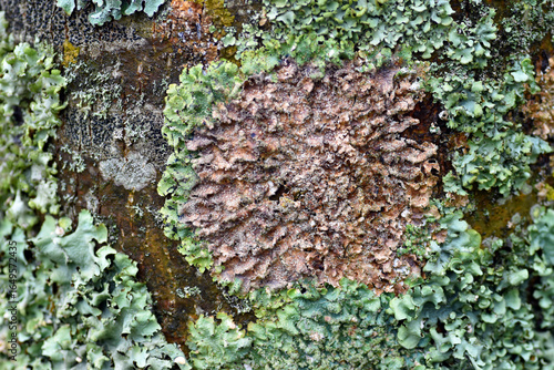 A lichen on the bark of a tree