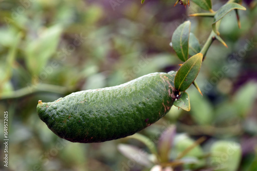 Leaves and fruit of the fin...