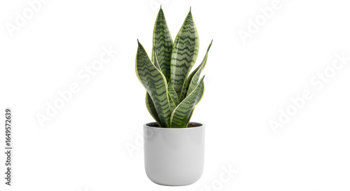 Isolated Snake Plant