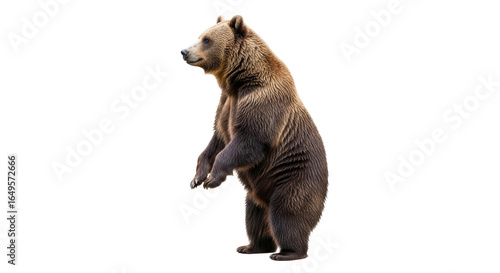 Photos Isolated standing brown bear