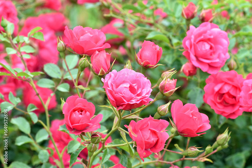 Photography Detail of Rosa Nostrum Rosa pink Flower carpet