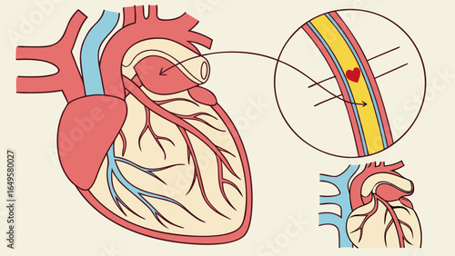 Illustration of a human heart with detailed view of blood vessel and blood flow anatomy and structure created with generated ai