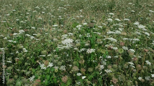 Wallpaper Mural Die in Mitteleuropa wild gewachsene heimische Wilde Möhre auf einem Acker Feld im Sommer, Wildwuchs von der krautigen Pflanze mit weißen Blüten von der Pflanzengattung Doldenblütler auf in der Natur Torontodigital.ca