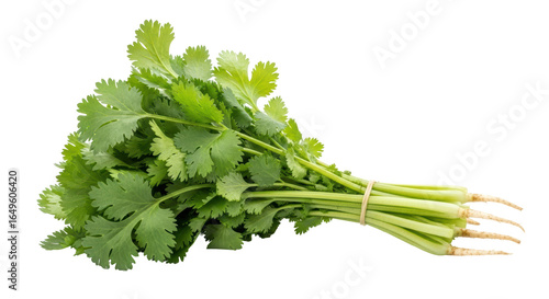 Tableau sur toile Isolated cilantro bunch
