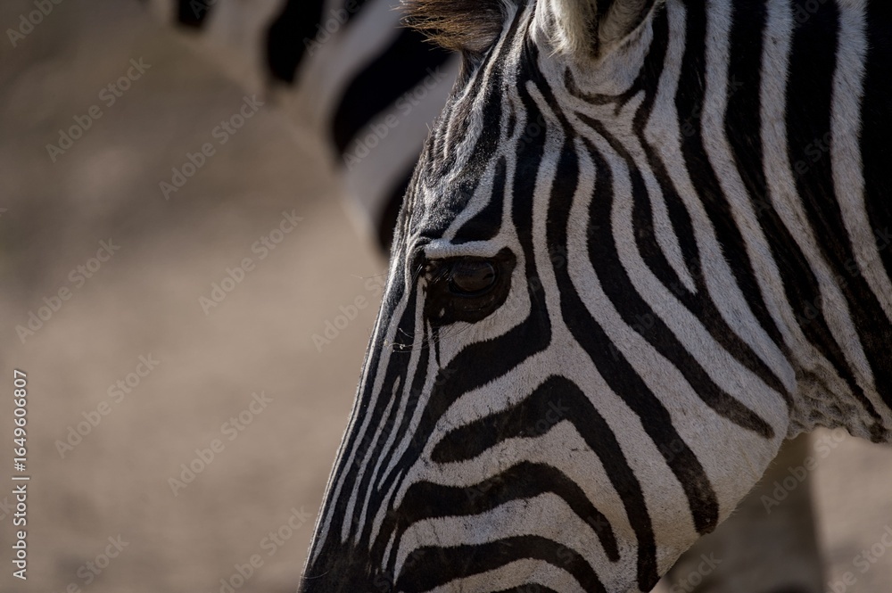 Naklejka premium Zebra Close-Up with Distinctive Stripes