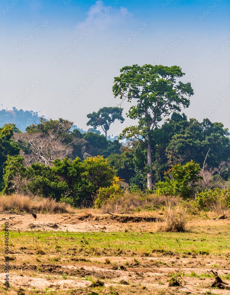 Fototapeta premium Lush forest landscape (1)