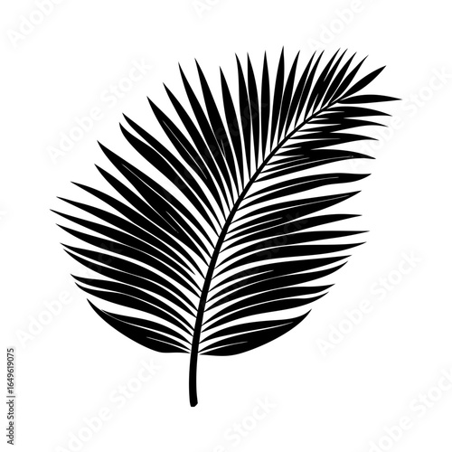 Palm frond tropical botanical leaf detailed silhouette vector