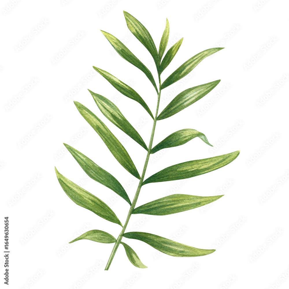 Fototapeta premium Watercolor green dypsis or Cycas branch with elongated leaves illustration on isolated background. Tropical houseplant palm leaf element for printing wall art, package, label, party invitation.
