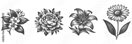 Vintage Hand-Drawn Jacaranda Flower Illustration, Botanical Plant Engraved Vector for Garden and T-Shirt Design