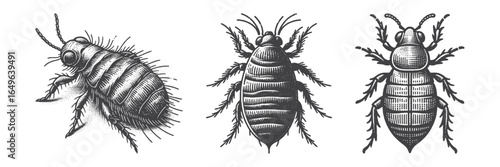 Vintage Hand-Drawn Lice Illustration, Insect Engraved Vector for Nature and T-Shirt Design
