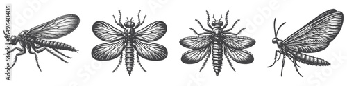 Vintage Hand-Drawn Gnat Illustration, Insect Engraved Vector for Garden and T-Shirt Design