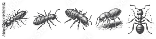 Vintage Hand-Drawn Ant and Termite Illustration, Insect Engraved Vector for Garden and T-Shirt Design