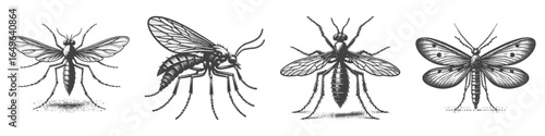 Vintage Hand-Drawn Mosquito Illustration, Insect Engraved Vector for Garden and T-Shirt Design