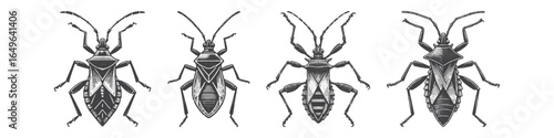 Vintage Hand-Drawn Assassin Bug Illustration, Insect Engraved Vector for Garden and T-Shirt Design