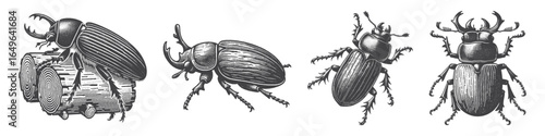 Vintage Hand-Drawn Beetle Illustration, Insect Engraved Vector for Garden and T-Shirt Design