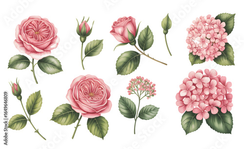 Watercolor pink roses and hydrangea blossoms with buds and lush green leaves. Botanical watercolor set of roses, hydrangeas.