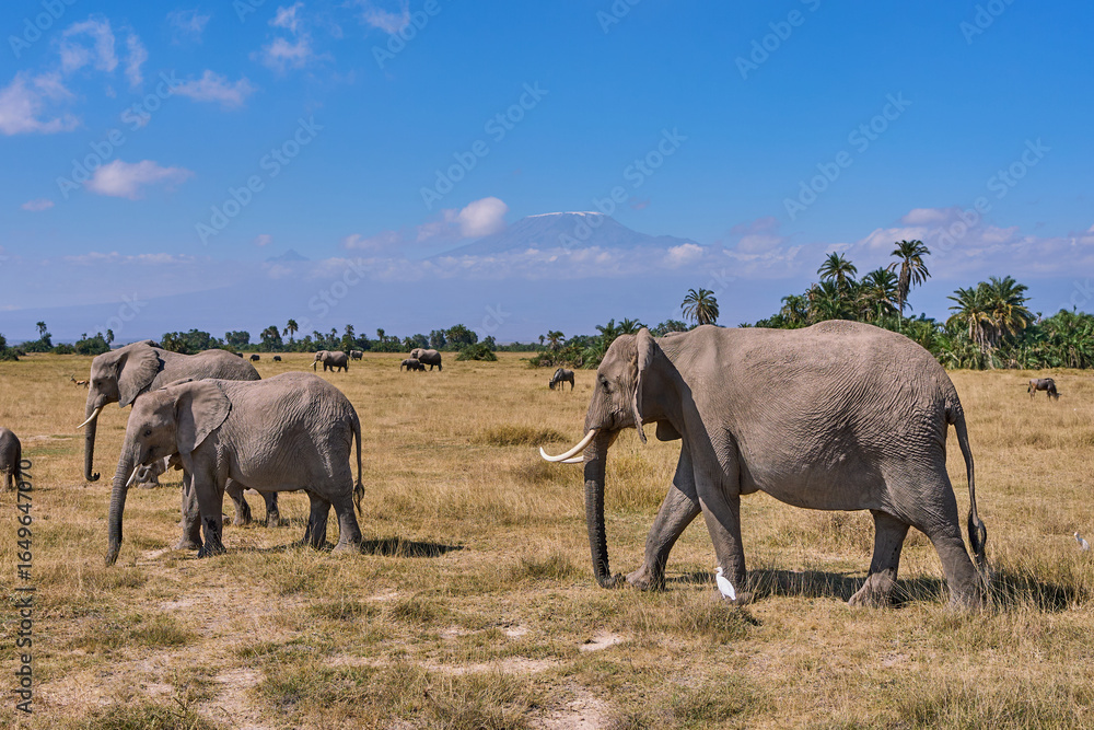 Fototapeta premium African Elephants Grazing in Savanna with Mount Kilimanjaro in Background