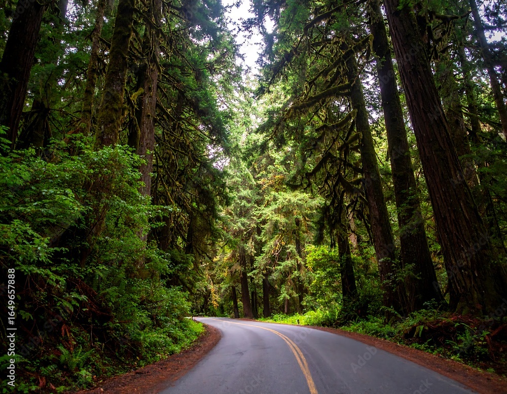 Obraz premium Lush forest road winding through tall trees