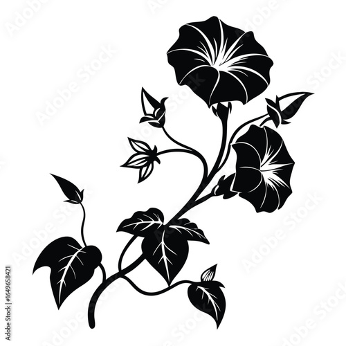 Elegant Black Silhouette Morning Glory Vine with Flowers, Buds, and Leaves Illustration